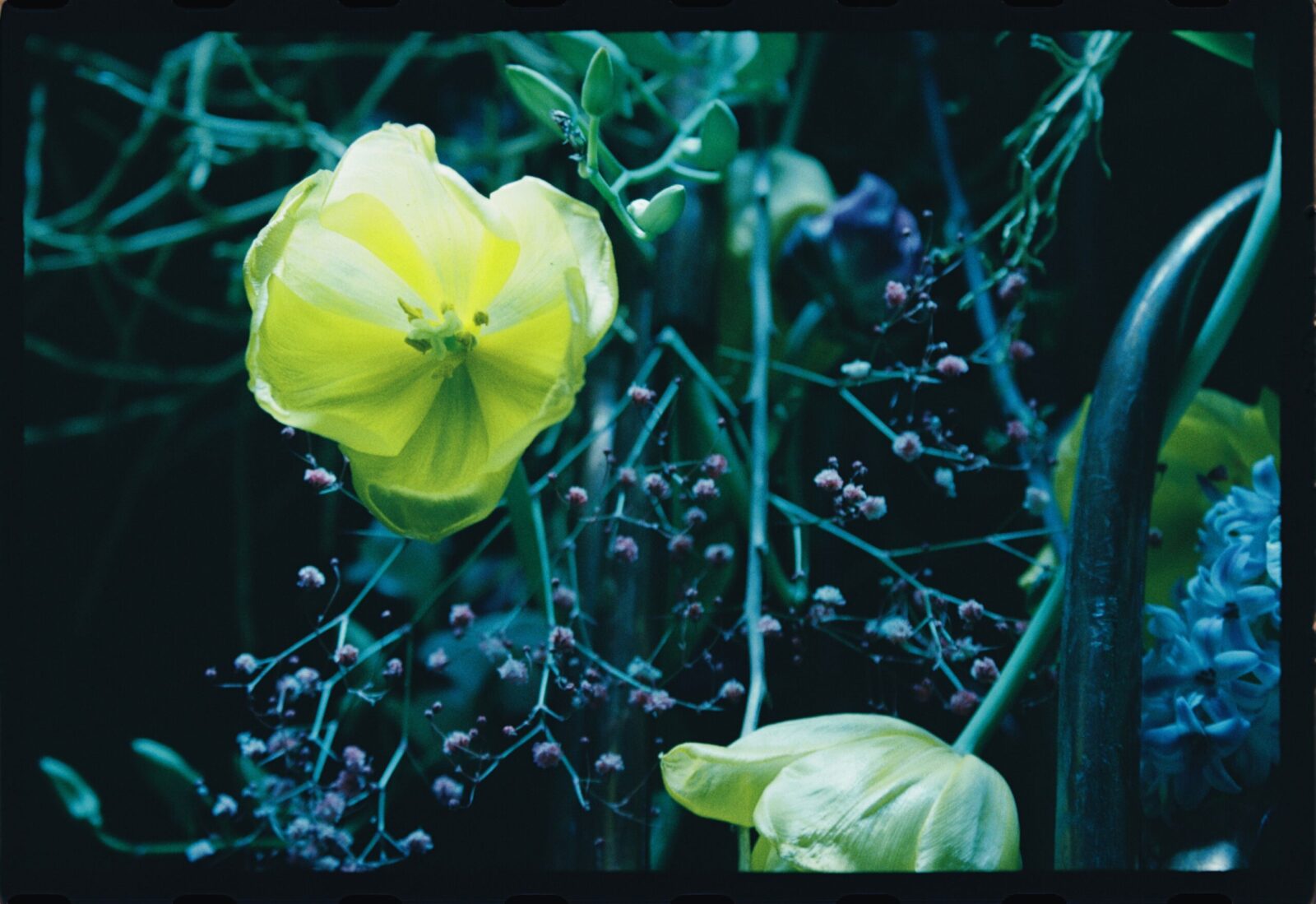 Close-up of a vibrant yellow flower surrounded by delicate flora, showcasing natural beauty.