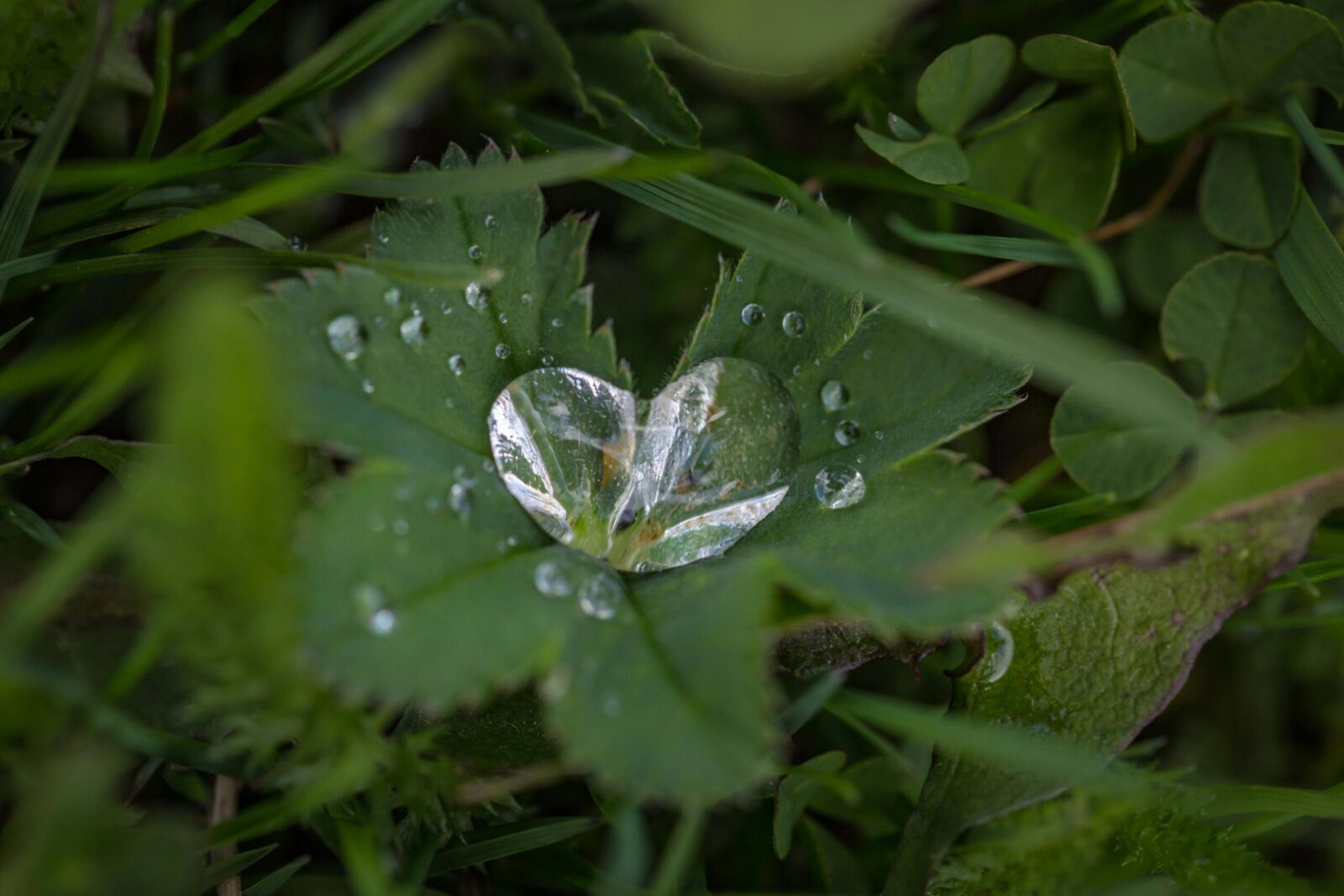 Close-up of fresh dew drops forming a heart shape on green leaves outdoors.